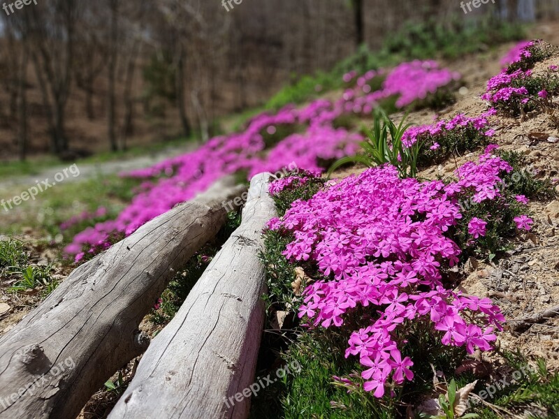 Spring Flowers Floor Failure Fujiyoshida Fire Festival Flower Grass Republic Of Korea Jeonju