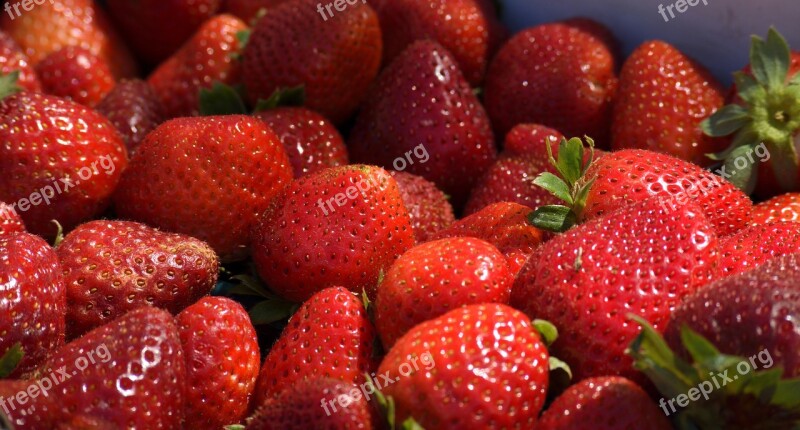 Strawberries Fruit Food Red Strawberry