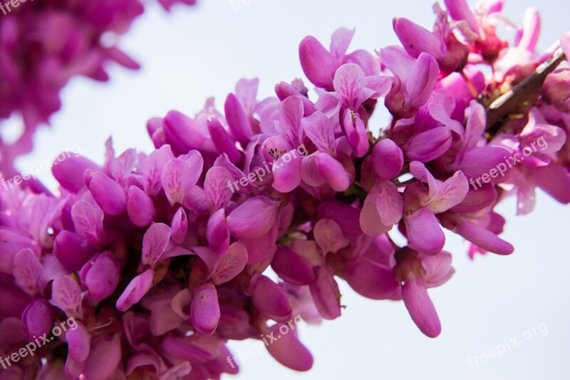 Judas Tree Blossom Bloom Bloom Pink