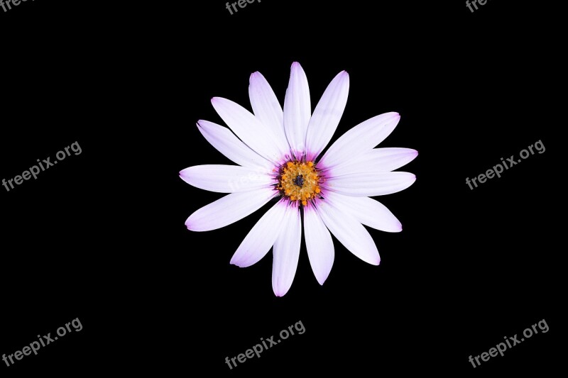 Marguerite Flower Flora Nature Botany