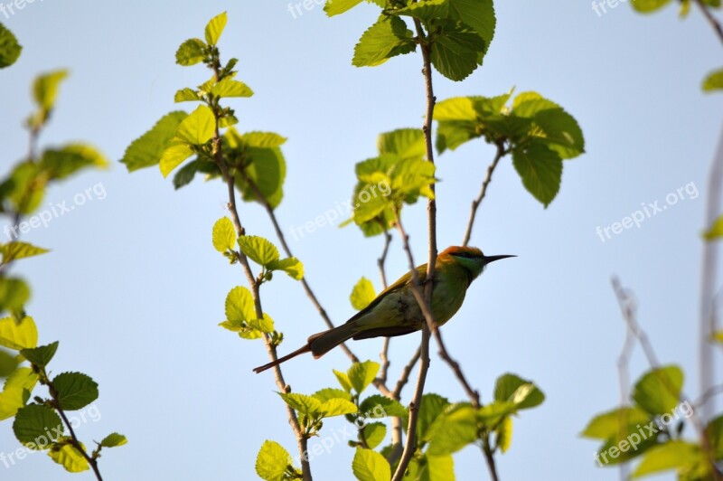 Green Bee-eater Bird Animal Perched India