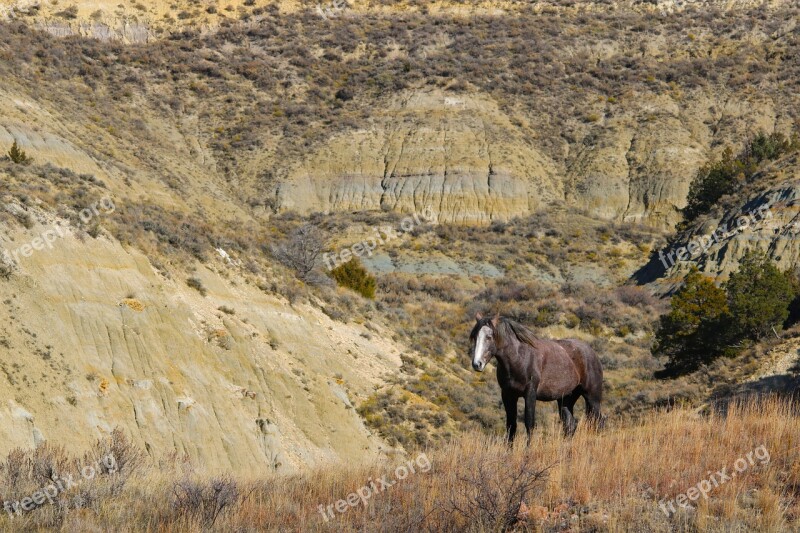 Stallion Wild Horse Mustang North Dakota Theodore Roosevelt National Park