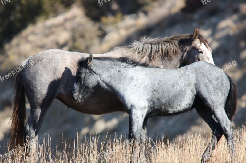 Wild Horses Mare Mustang Foal Wildlife