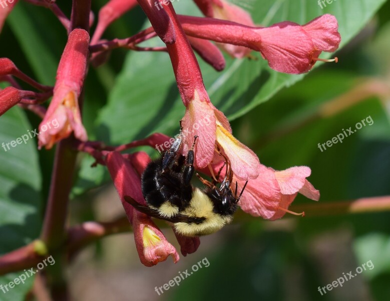 Bee Chestnut Flowers Pollinator Insect Animal