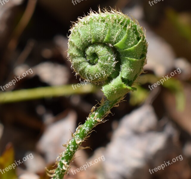 Fern Unfurling Close-up Fern Plant Fiddleheads