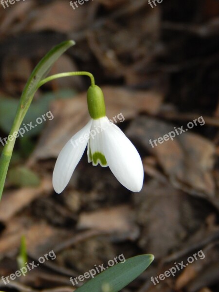 Snowdrop Spring Signs Of Spring Snowdrop Spring Early Bloomer