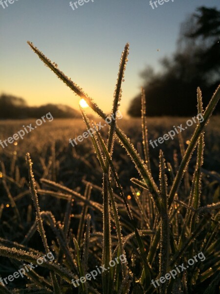 Grass Close Up Grasses Nature Sunrise