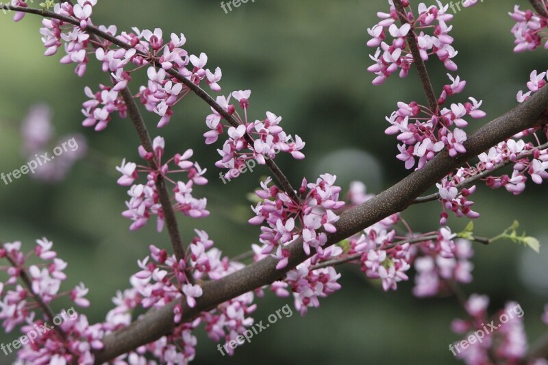 Redbud Tree Redbud Tree Spring Pink