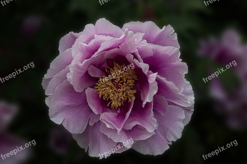 Peony Flower Blossom Bloom Flora