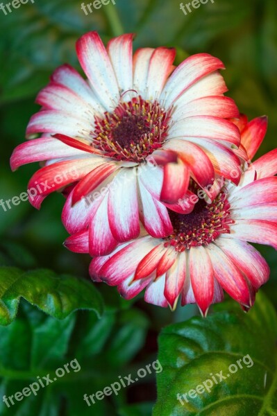 Gerbera Gerbera Flowers Flower Beautiful Flower Plant