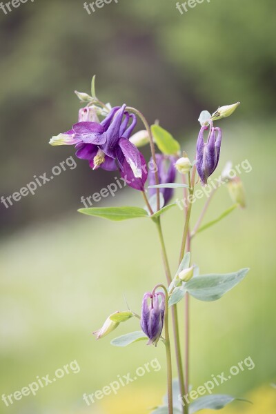 Columbine Flower Purple Violet Flowers