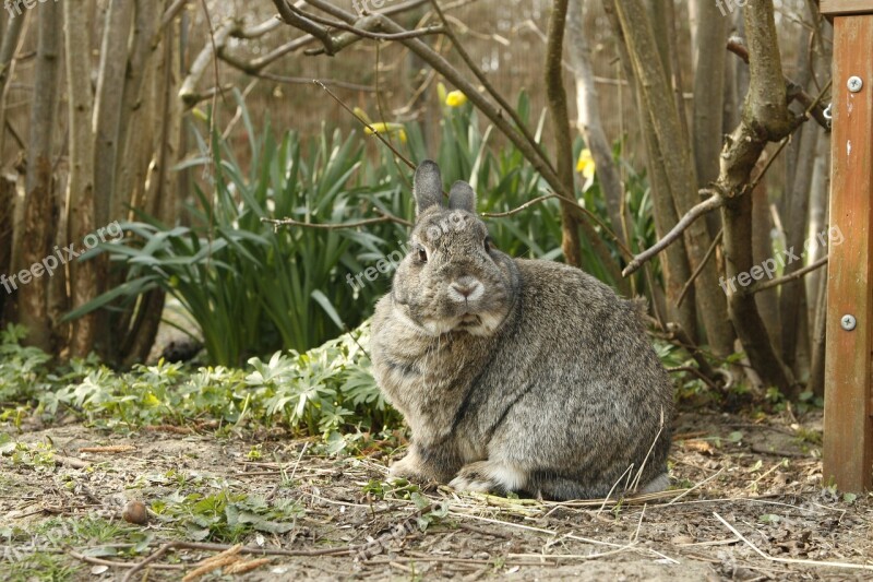 Rabbit Bunny Pet Animal Cut