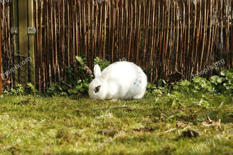 Rabbit Bunny Pet Animal Cut