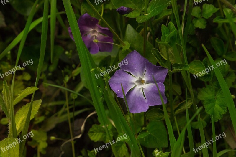 Flower Violet Green Wild Flowers Nature