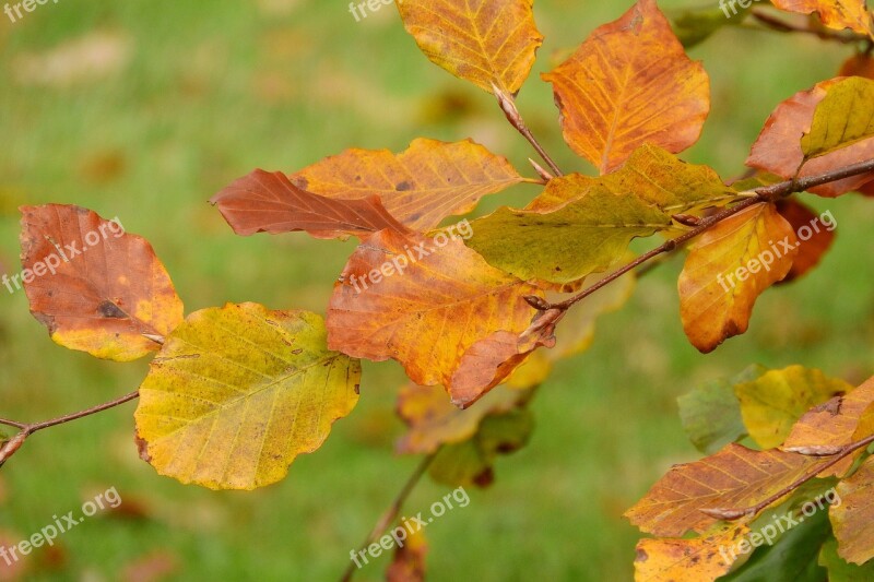 Autumn Leaves Beech Fagus Colorful Leaves Autumn Colors