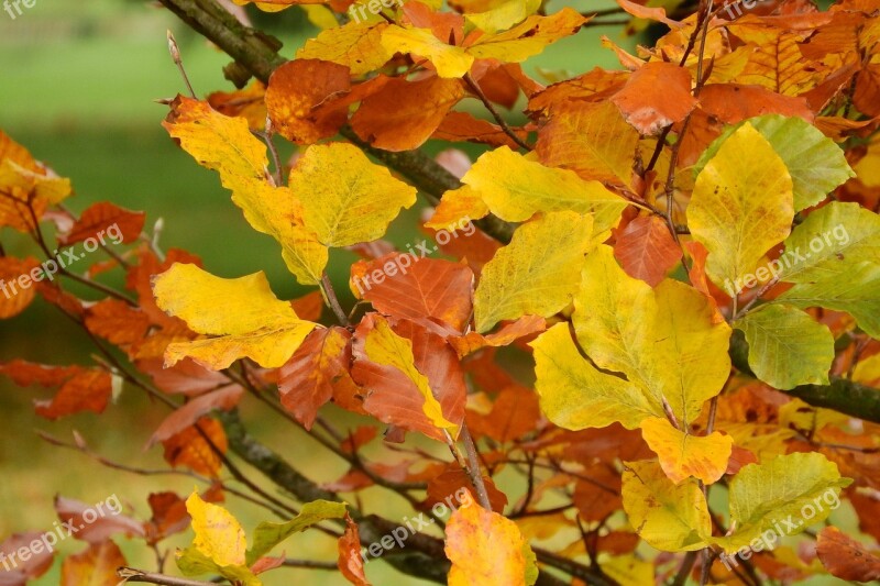 Autumn Leaves Beech Fagus Colorful Leaves Autumn Colors