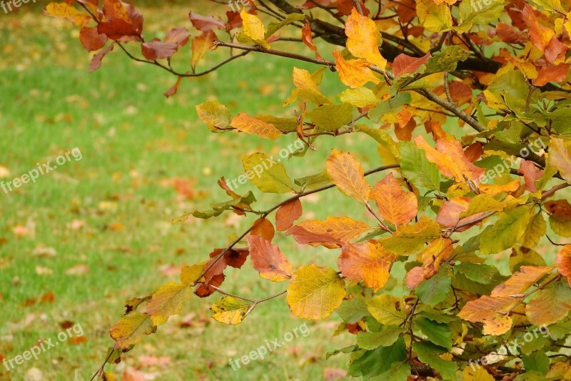 Autumn Leaves Beech Fagus Colorful Leaves Autumn Colors