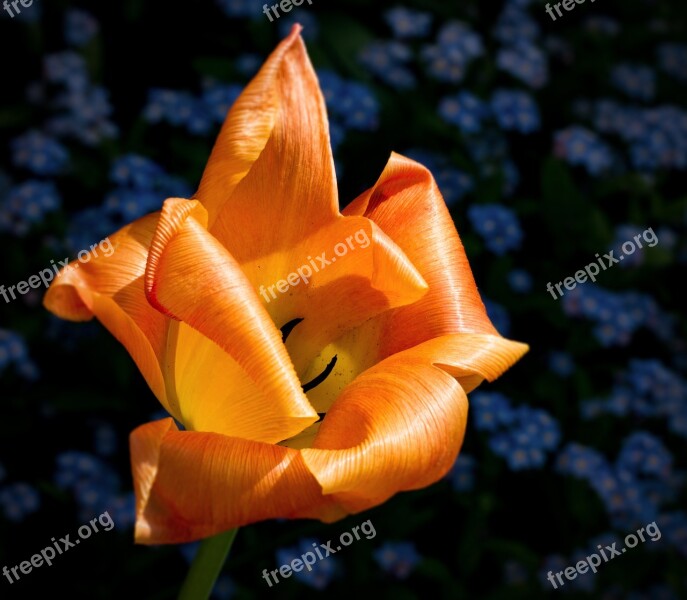 Tulip Flower Blossom Bloom Orange