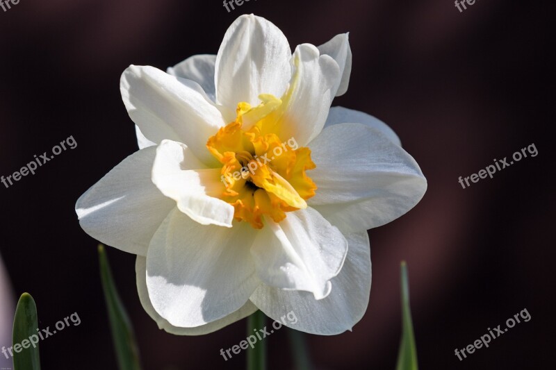 Narcissus Flower Flower Garden Spring Blossom