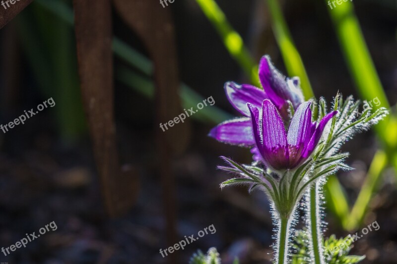 Pasque Flower Flower Spring Bloom Flower Garden