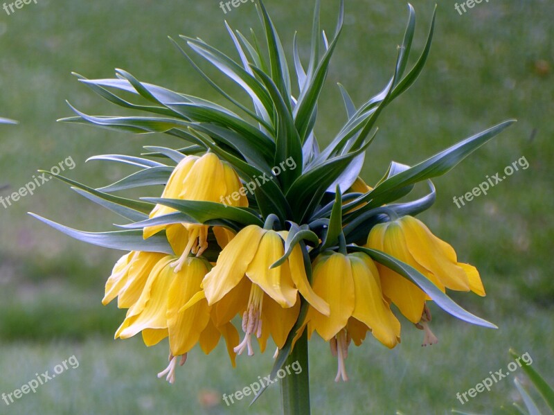 Flower Fritillary Lily Yellow Bulbous