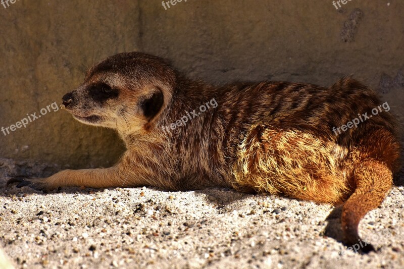 Meerkat Cute Curious Animal Nature