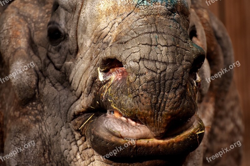 Rhino Animal Animal World Pachyderm Rhinoceros