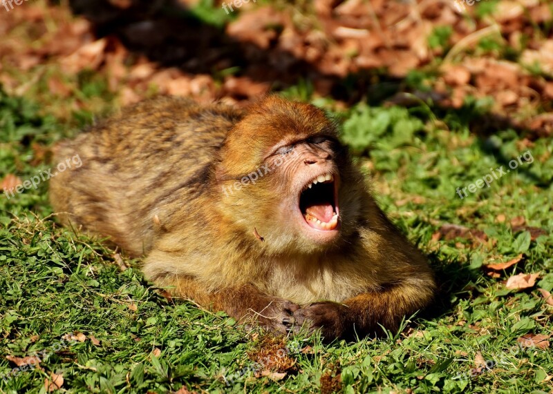 Barbary Ape Yawn Cute Endangered Species Monkey Mountain Salem