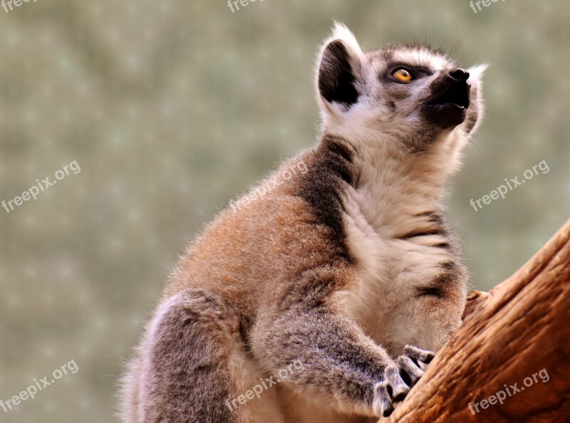 Monkey Lemur Cute Eat Zoo