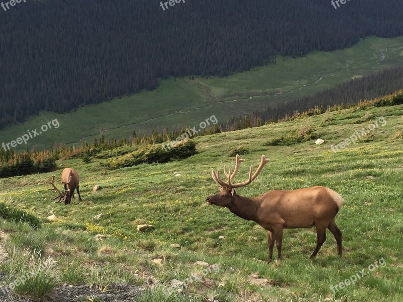 Elk Rocky Mountain National Park Wildlife Colorado Nature