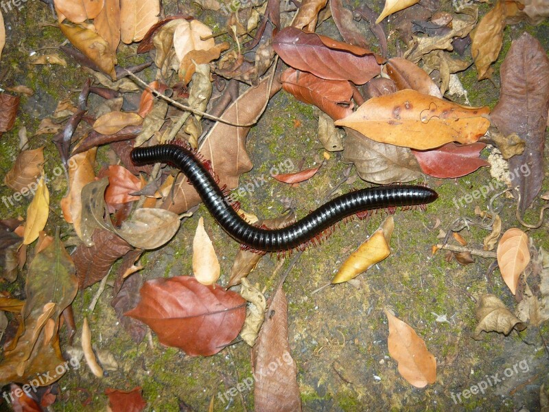 Centipede Guinea Africa Worm Free Photos