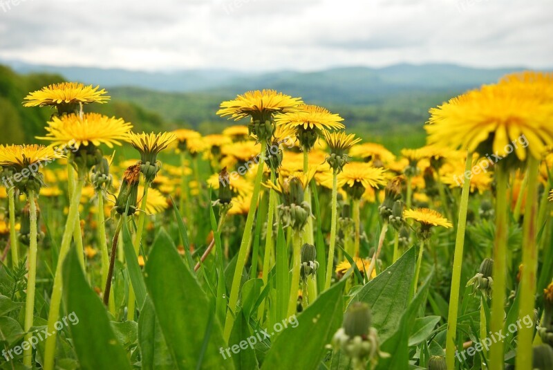 Dandelions Spring Mountains View Vermont