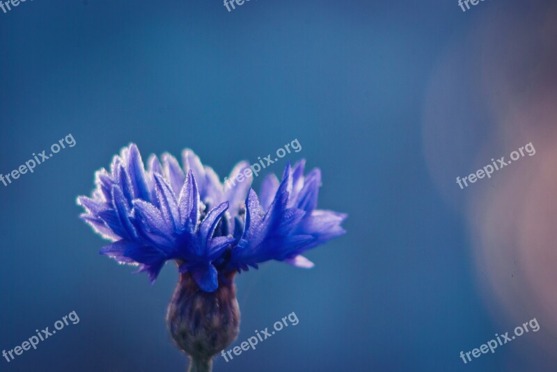 Cornflowers Blue Flower Flower Free Photos