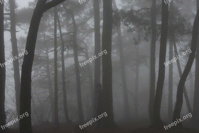 Fog Lushan Woods Free Photos