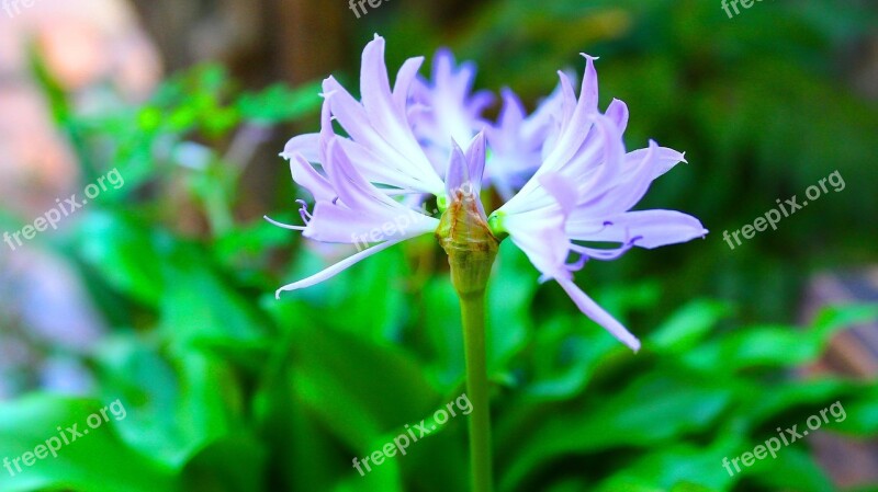 Flower Green Purple Blue Little Flower