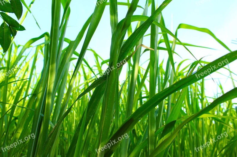 Mato Grass Green Nature Free Photos