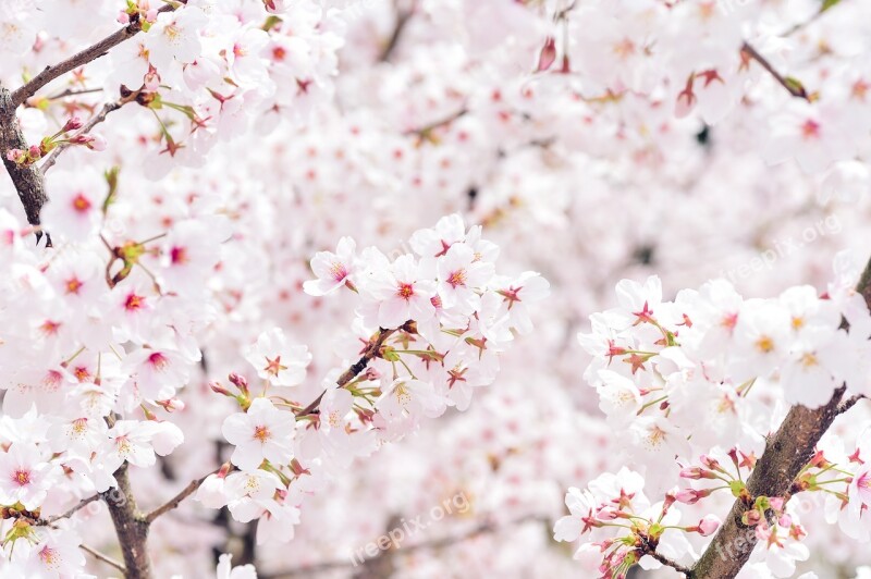 Japan Landscape Spring Plant Cherry Blossoms