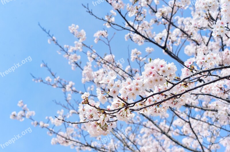 Japan Landscape Spring Plant Blue Sky