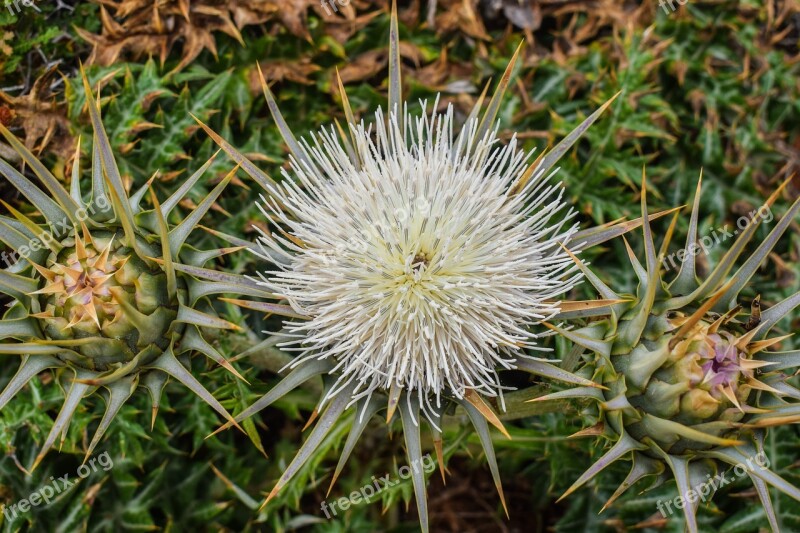 Cardoon Flower Plant Nature Spike