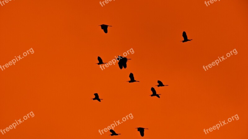 Swarm Flock Birds Migratory Birds Migration