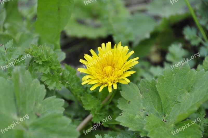 Flower Nature Forest Doga Spring