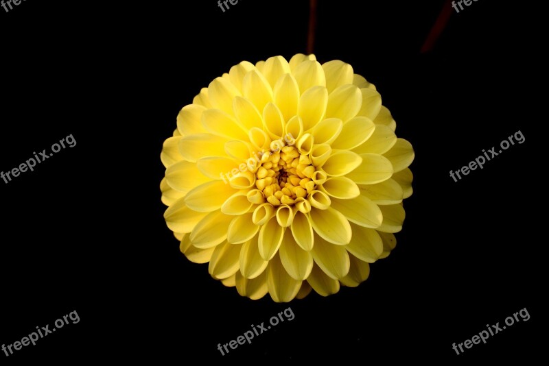 Flower Yellow Dahlia Black Background Single