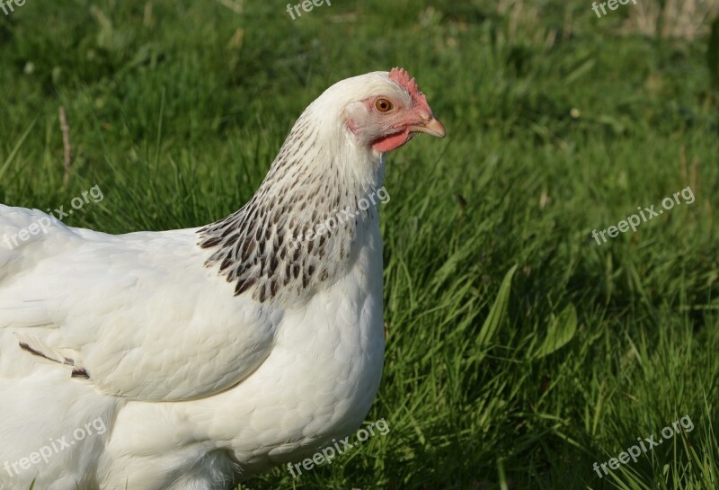 Hen White Green Nature Grass