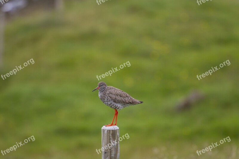 Iceland Redshank Bird Nature Free Photos