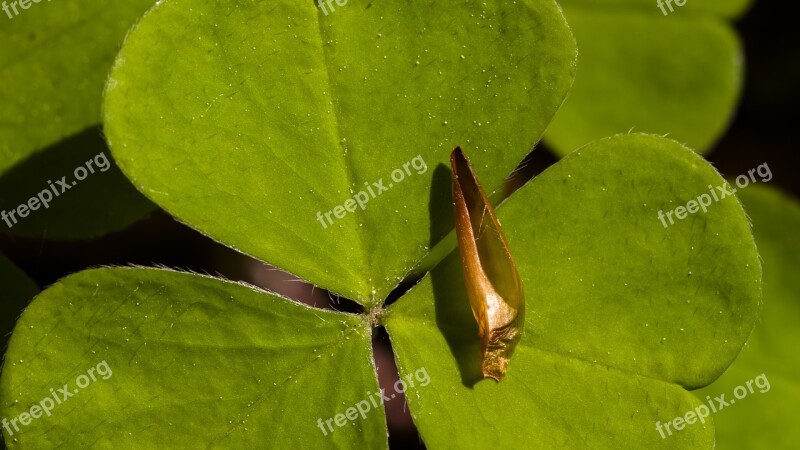 Klee Sorrel Forest Macro Forest Floor