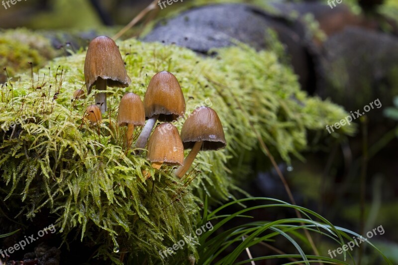 Mushroom Moss Sponge Nature Log