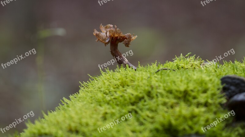 Mushroom Moss Age Fungal Sponge Free Photos