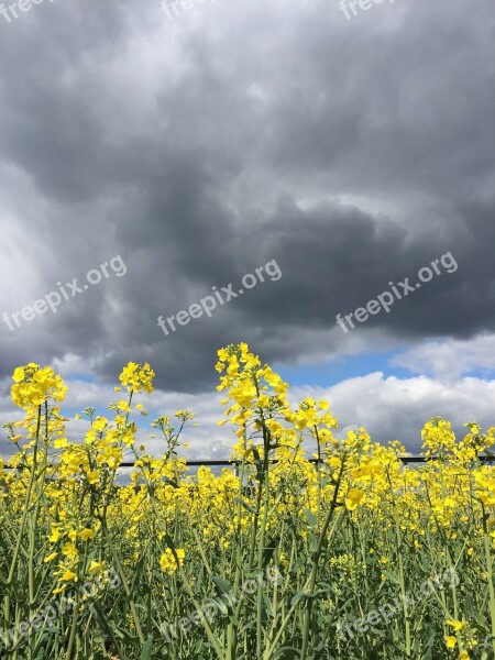 Rape Rape Field Yellow Clouds Field