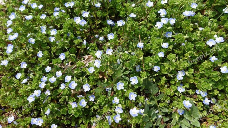 Flowers Little Flower Nature Spring Wildflower