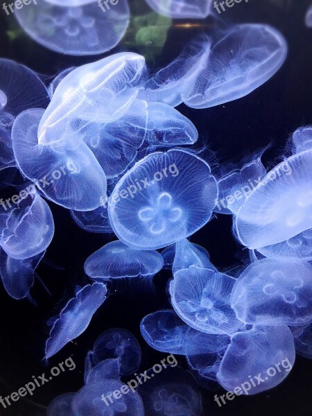 Jellyfish Mystery Beauty Animals Sea Life